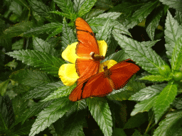 Butterflies at the Butterflies House at the Palmitos Park