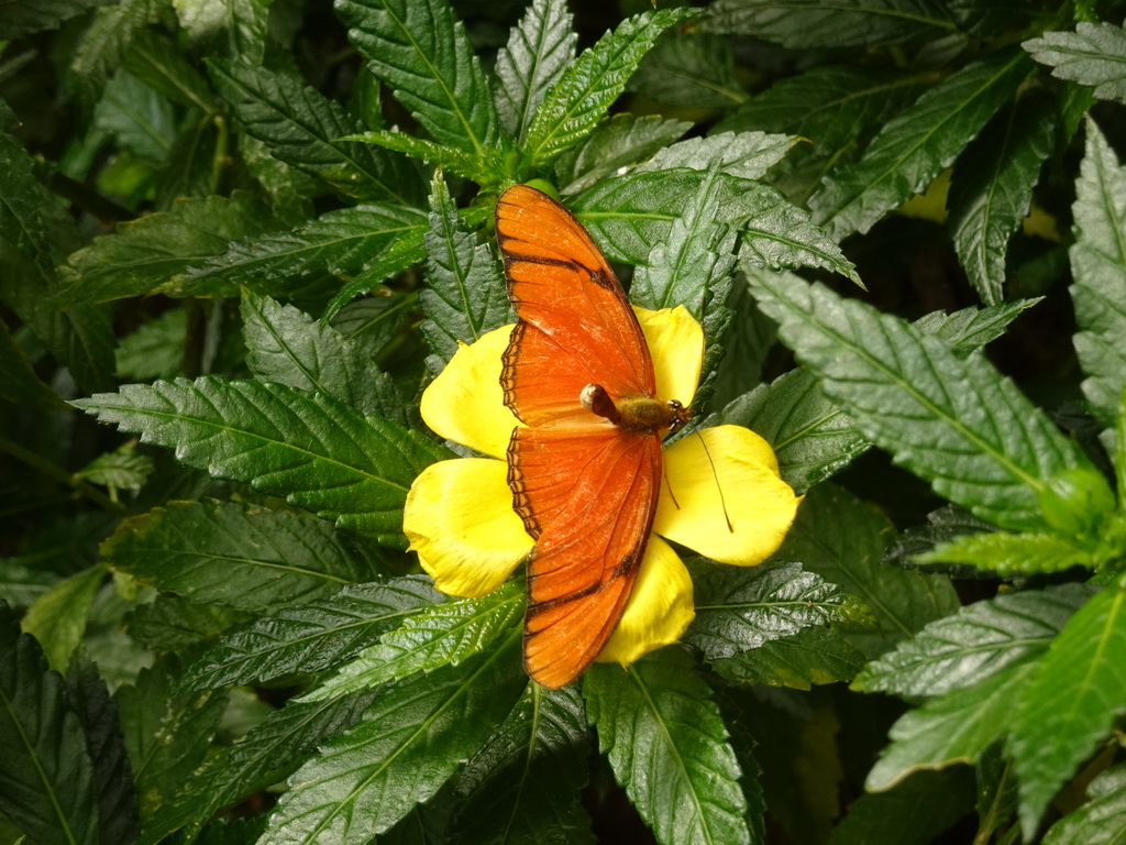 Butterfly at the Butterflies House at the Palmitos Park