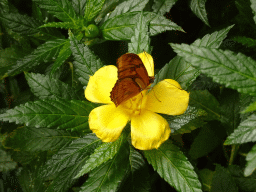 Butterfly at the Butterflies House at the Palmitos Park