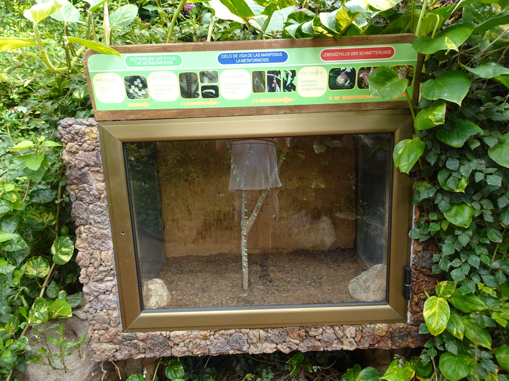 Pupae at the Butterflies House at the Palmitos Park