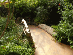 Path at the Butterflies House at the Palmitos Park