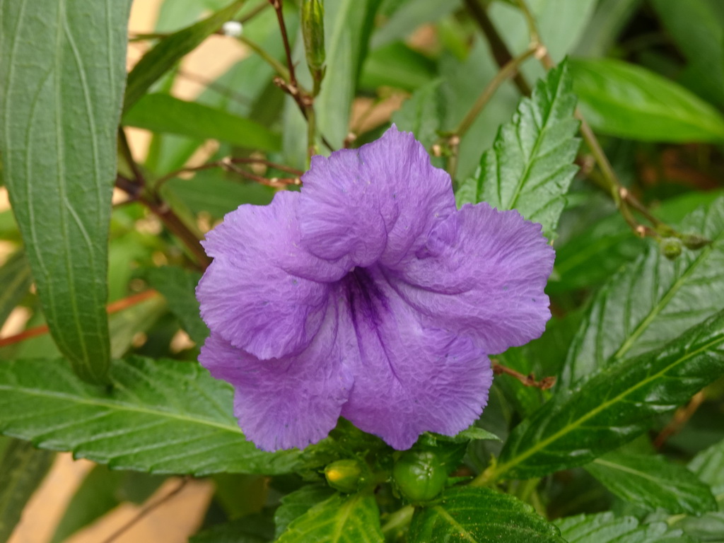 Flower at the Butterflies House at the Palmitos Park