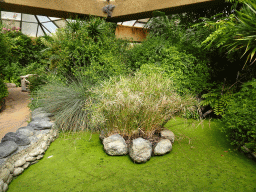 Pond at the Butterflies House at the Palmitos Park