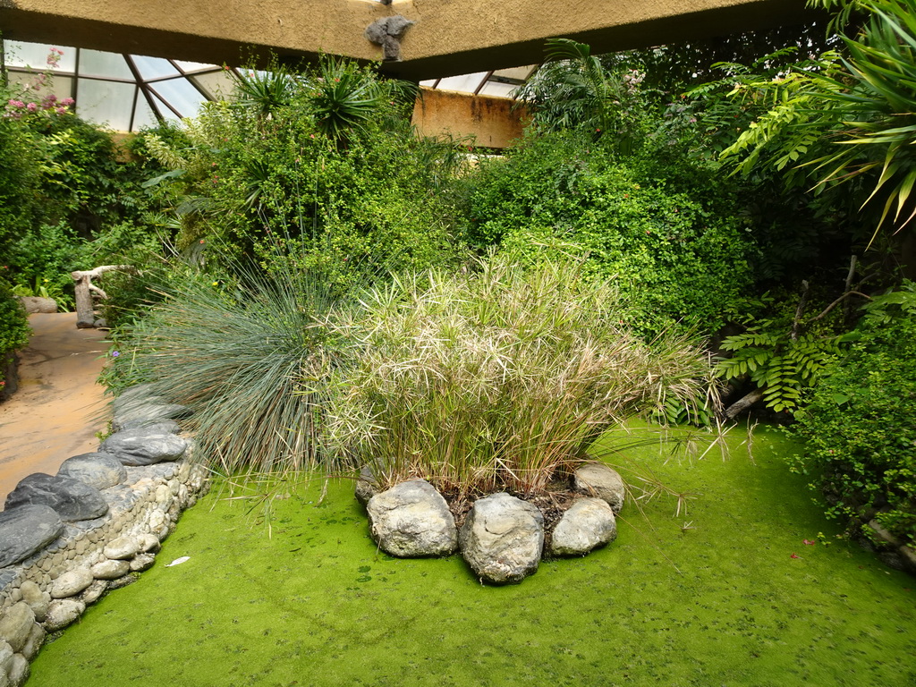 Pond at the Butterflies House at the Palmitos Park