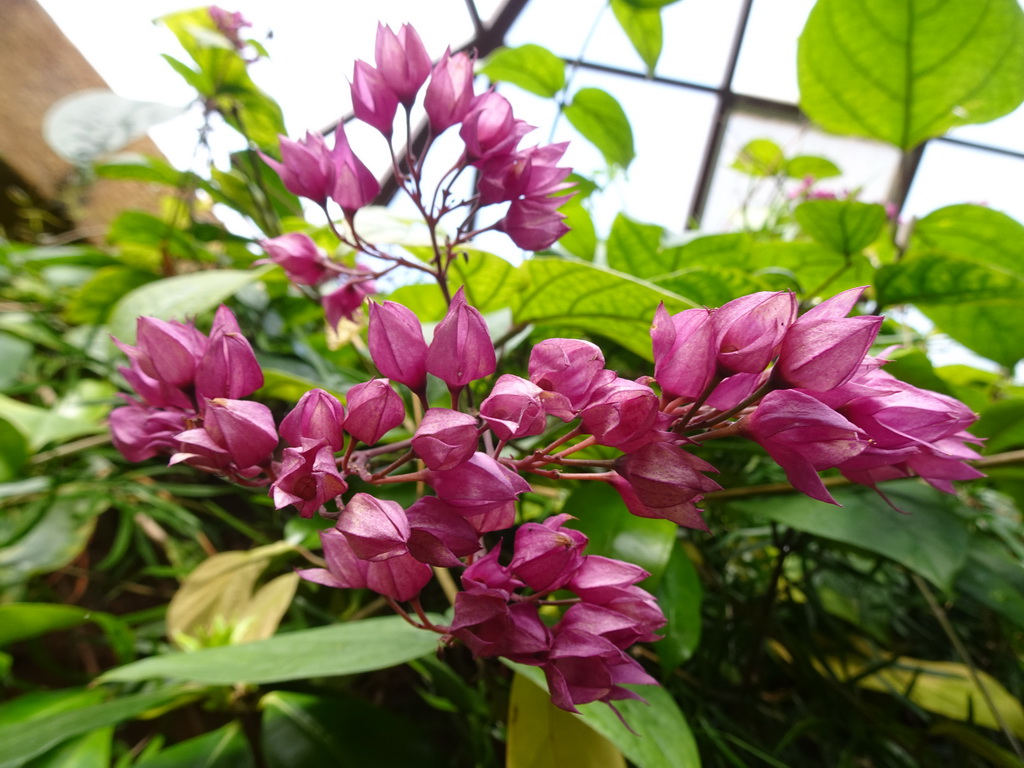 Flowers at the Butterflies House at the Palmitos Park