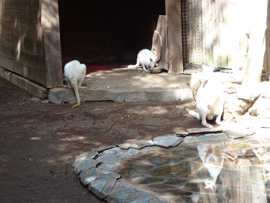 Bennett`s Wallabies at the Palmitos Park