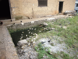Ducklings in front of the former primary school of Miaomiao`s grandparents` village