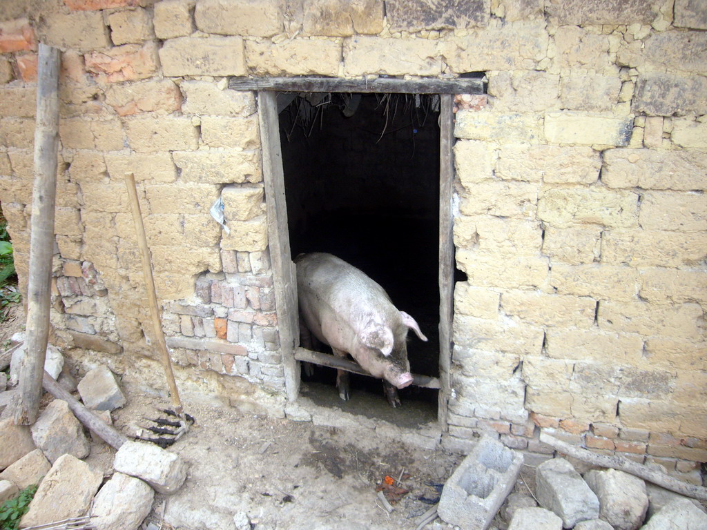Pig in a house in Miaomiao`s grandparents` village