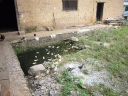 loudi_1_025 - 363 kb - 1024x768 - Ducklings in front of the former primary school of Miaomiao`s grandparents` village Ducklings in front of the former primary school of Miaomiao`s grandparents` village