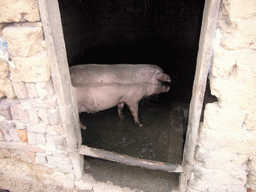 loudi_1_028 - 210 kb - 1024x768 - Pig in a house in Miaomiao`s grandparents` village Pig in a house in Miaomiao`s grandparents` village