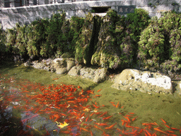Goldfish at the entrance to the Longmen Grottoes