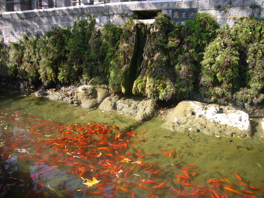 Goldfish at the entrance to the Longmen Grottoes