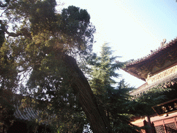 Tree at the Cool and Clear Terrace at the White Horse Temple