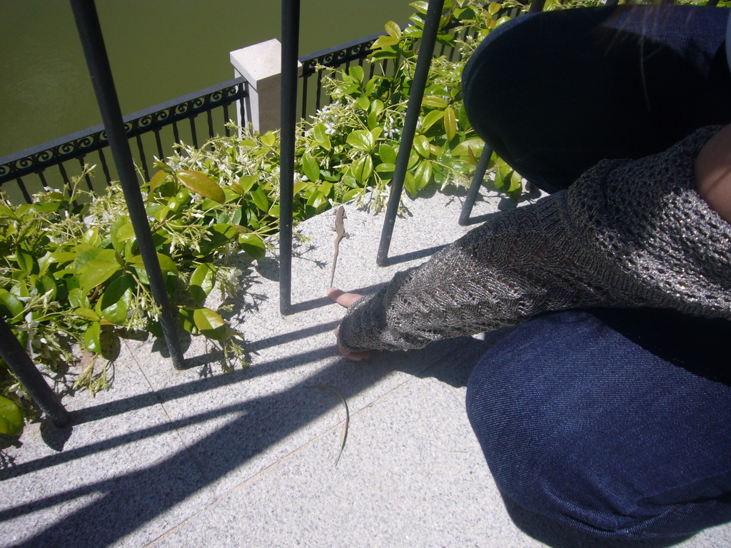 Miaomiao with a lizard in the Royal Botanical Garden