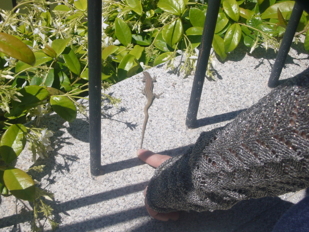 Miaomiao with a lizard in the Royal Botanical Garden