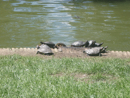 Turtles in the lake in front of the Palacio de Cristal in the Parque del Buen Retiro park