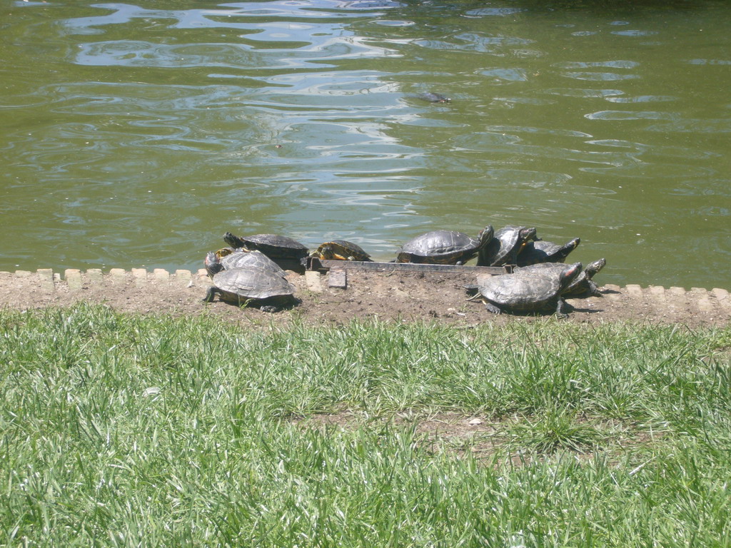 Turtles in the lake in front of the Palacio de Cristal in the Parque del Buen Retiro park