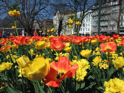 Flowers at Gustav Adolfs Torg square