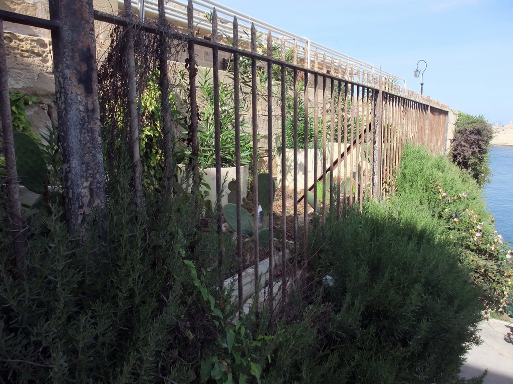 Plants and fence at the Mediterranean Street at Valletta