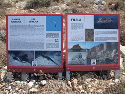 Explanation on the island of Filfla