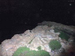 Two cats on a rock at the beach of Sliema, by night