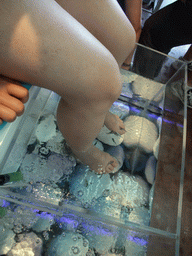 Miaomiao`s feet with little fish in the `Bubbles - Dr Fish Foot Spa` at Sliema