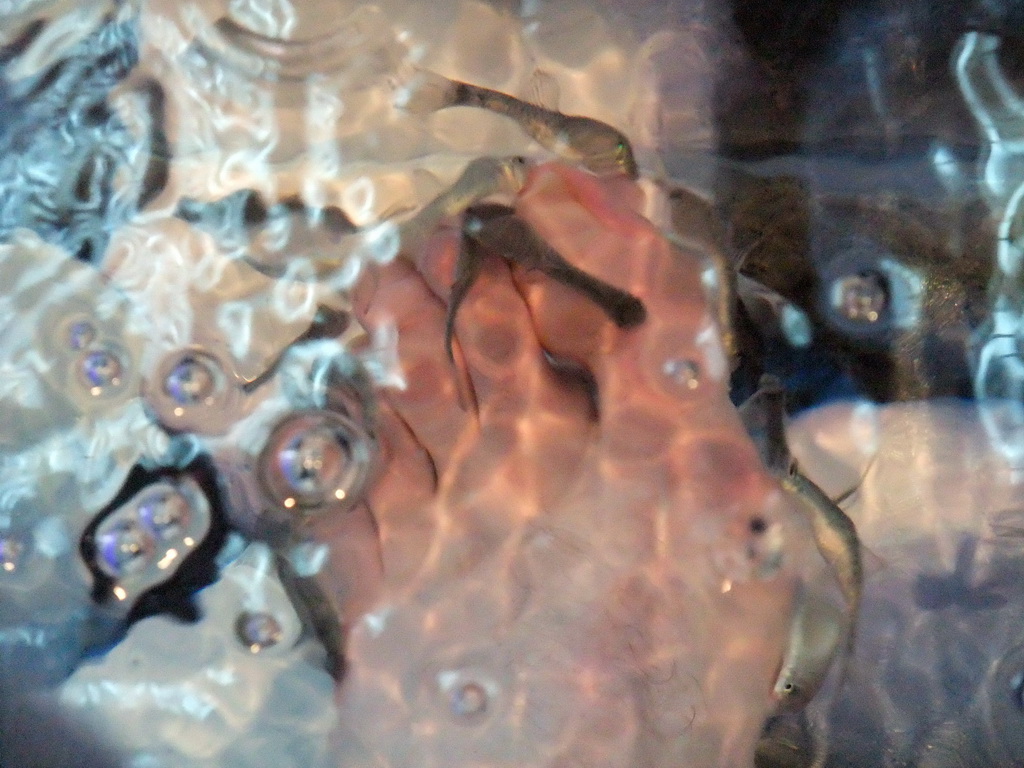 Tim`s foot with little fish in the `Bubbles - Dr Fish Foot Spa` at Sliema