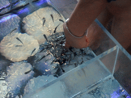 Miaomiao`s hand with little fish in the `Bubbles - Dr Fish Foot Spa` at Sliema
