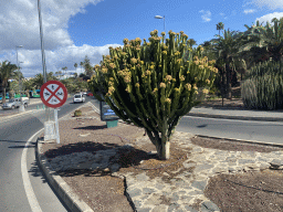 Cactus at the Avenida Touroperador Tui street, viewed from the bus to the Palmitos Park