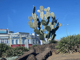 Cactus at the Rotonda de la `Tunera`, viewed from the tour bus