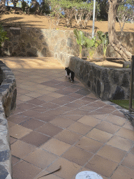 Cat at the Abora Buenaventura by Lopesan hotel