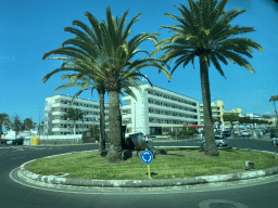 Palm trees at the roundabout at the crossing of the Avenida de Bonn and the Avenida de Tirajana streets, viewed from the bus