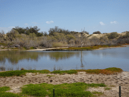 The Charca de Maspalomas lake and the Maspalomas Dunes, viewed from the Calle Oceanía street