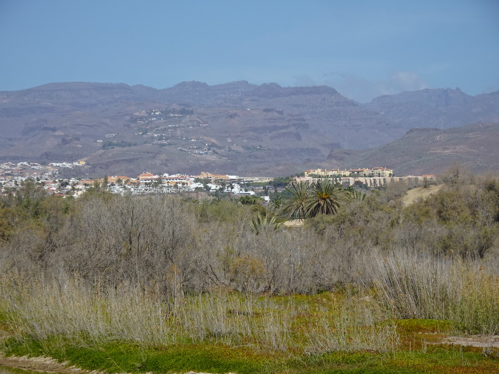 Trees at the Maspalomas Dunes and the west side of the town, viewed from the Calle Oceanía street