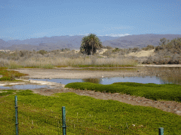 The Charca de Maspalomas lake and the Maspalomas Dunes, viewed from the Calle Oceanía street