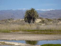 The Charca de Maspalomas lake, palm trees and the Maspalomas Dunes, viewed from the Calle Oceanía street