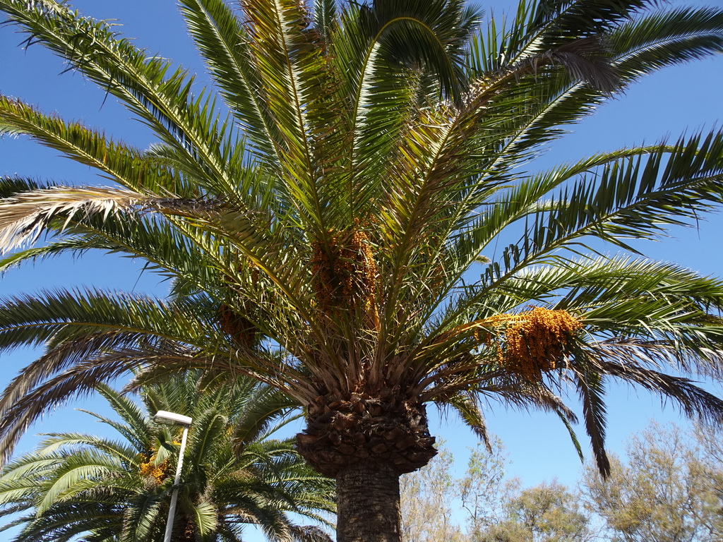 Palm tree at the Calle Oceanía street