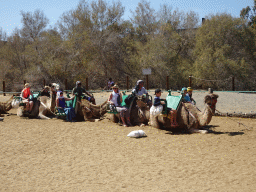 Dromedaries at the starting point of the Camel Safari