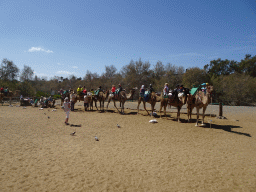 Dromedaries at the starting point of the Camel Safari