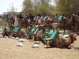 Dromedaries at the starting point of the Camel Safari