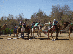 Dromedaries at the starting point of the Camel Safari