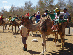 Dromedaries at the starting point of the Camel Safari