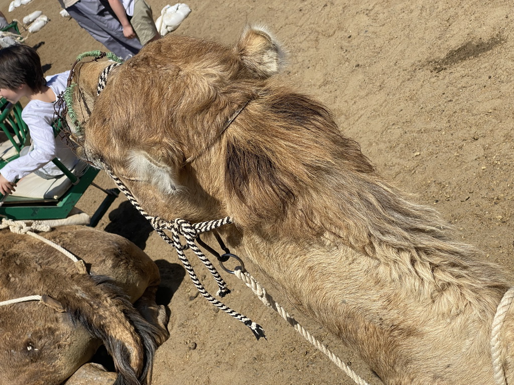 Max and the head of Tim`s Dromedary at the starting point of the Camel Safari