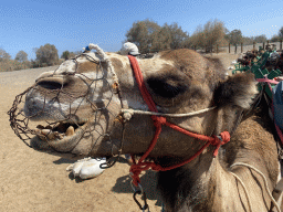 Head of a Dromedary at the starting point of the Camel Safari, viewed from Tim`s Dromedary