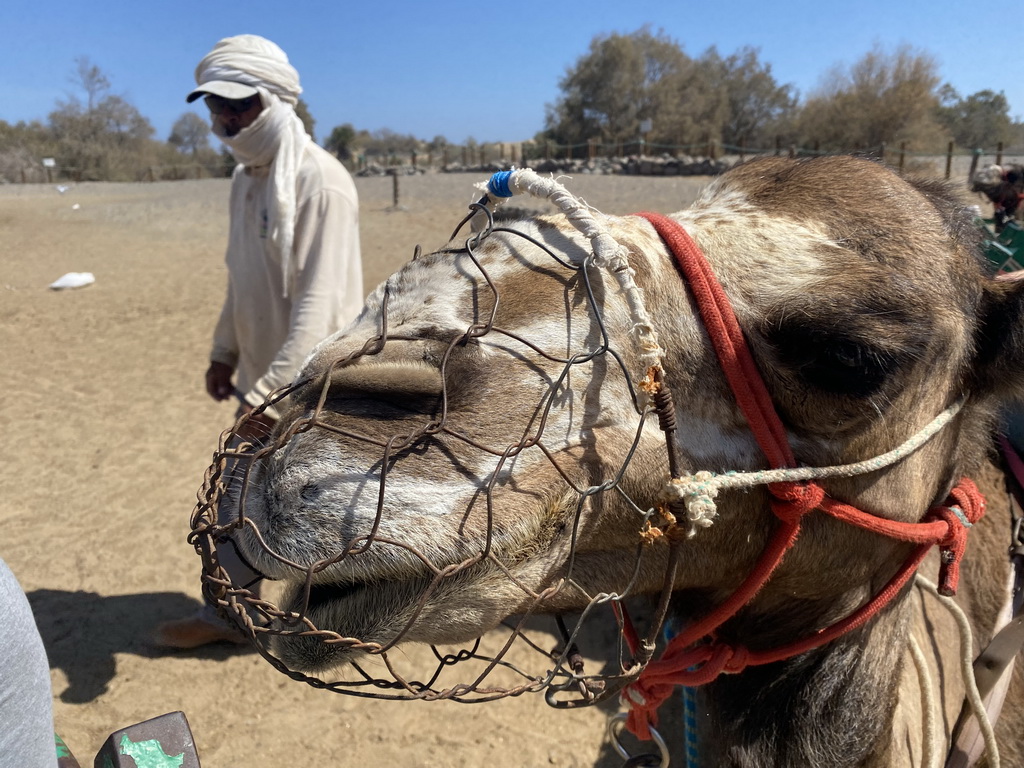 Guide and the head of a Dromedary at the starting point of the Camel Safari, viewed from Tim`s Dromedary