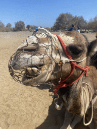 Head of a Dromedary at the starting point of the Camel Safari, viewed from Tim`s Dromedary