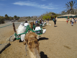 Miaomiao and Max on their Dromedary at the starting point of the Camel Safari, viewed from Tim`s Dromedary