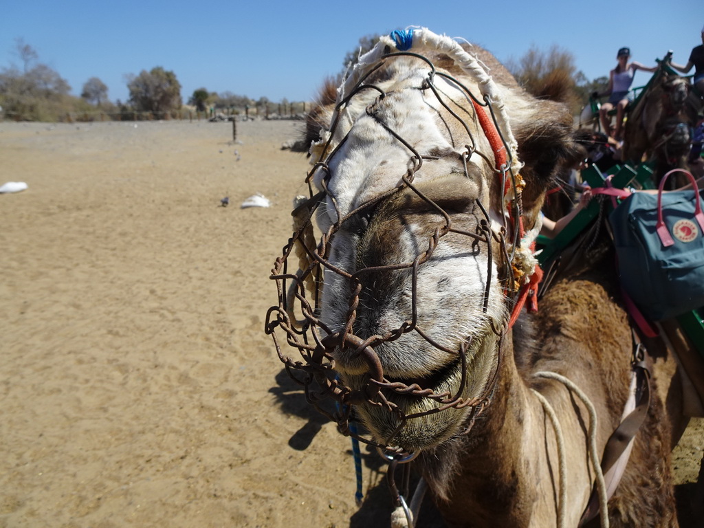 Head of a Dromedary at the starting point of the Camel Safari, viewed from Tim`s Dromedary