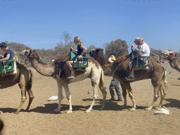 Dromedaries at the starting point of the Camel Safari, viewed from Tim`s Dromedary