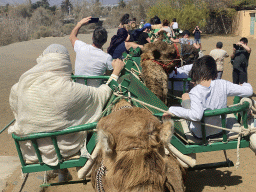 Miaomiao and Max on their Dromedary at the starting point of the Camel Safari, viewed from Tim`s Dromedary